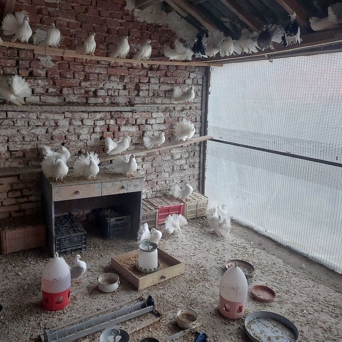 гълъби финерлии, бели и пъстри 5 евро броя