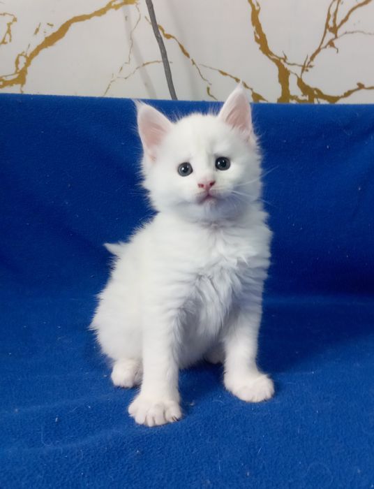 Котята породы Мейн Кун