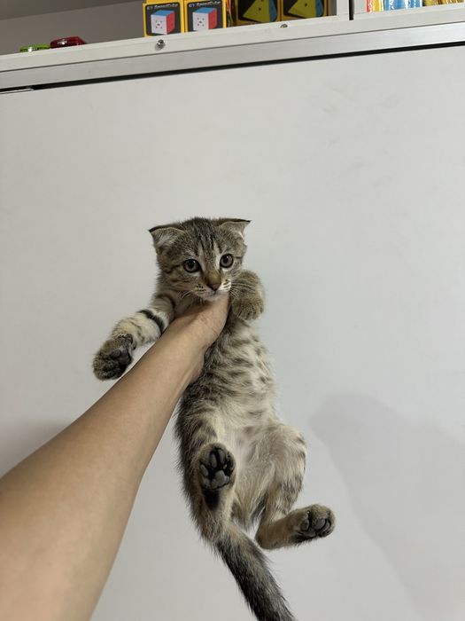 Котята - мышеловы.