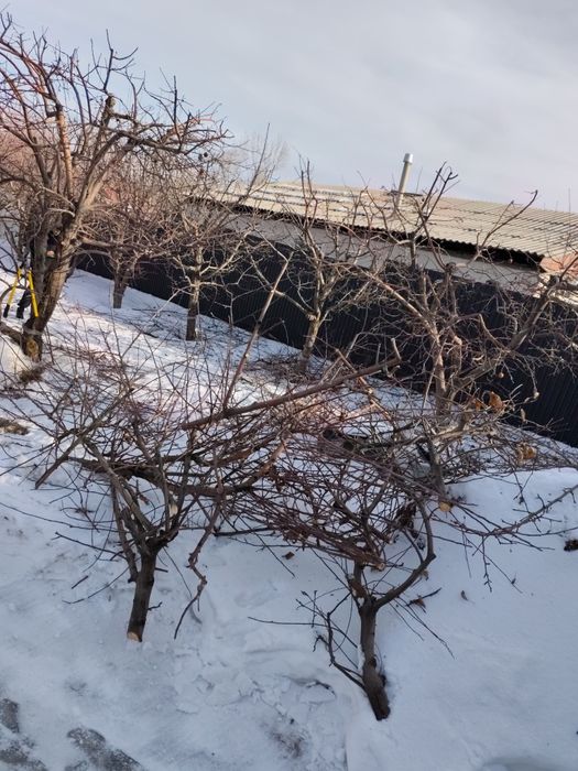 Отдам ветки после обрезки