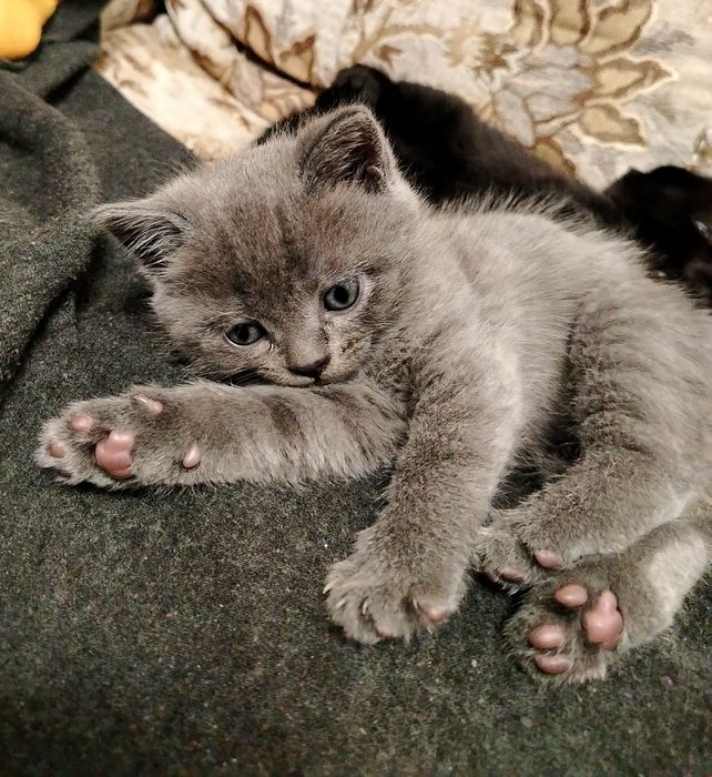 Продается шотландский кот