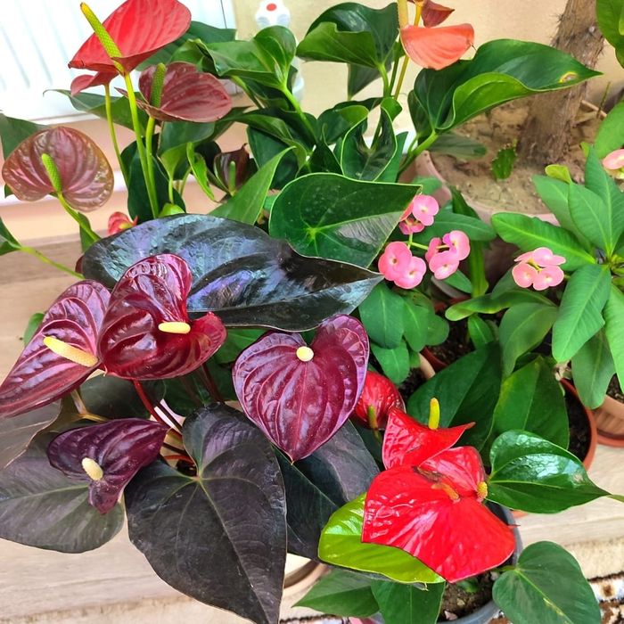 Комнатные цветы на подарок