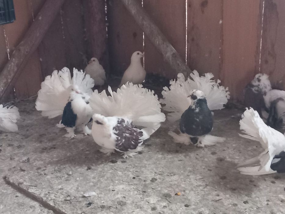 Porumbei rotati indieni