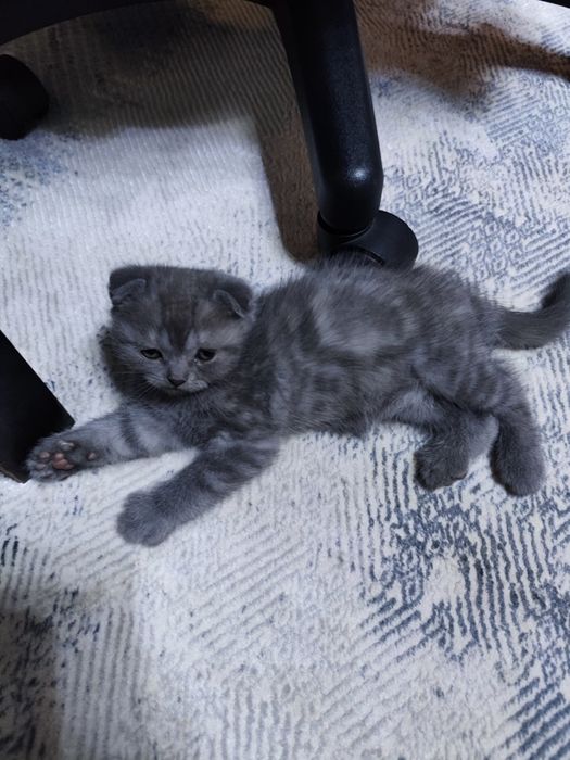Вислоухий шотландский котёнок