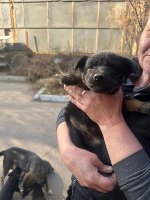 Красотки звоночки