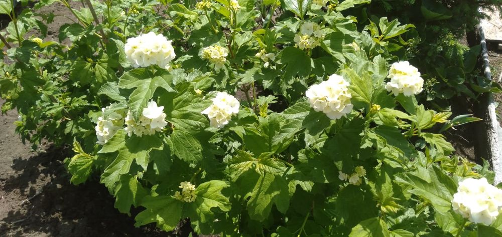 Продам дачу фёдоравка