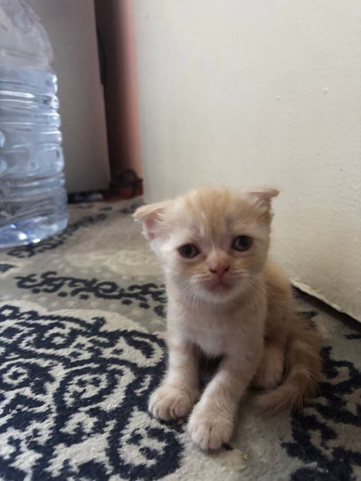 Котята Скоттиш фолд
