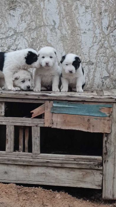 Alabay it bolasi erkak narxi 150$ 4 dona qoldi manzil Navoiy