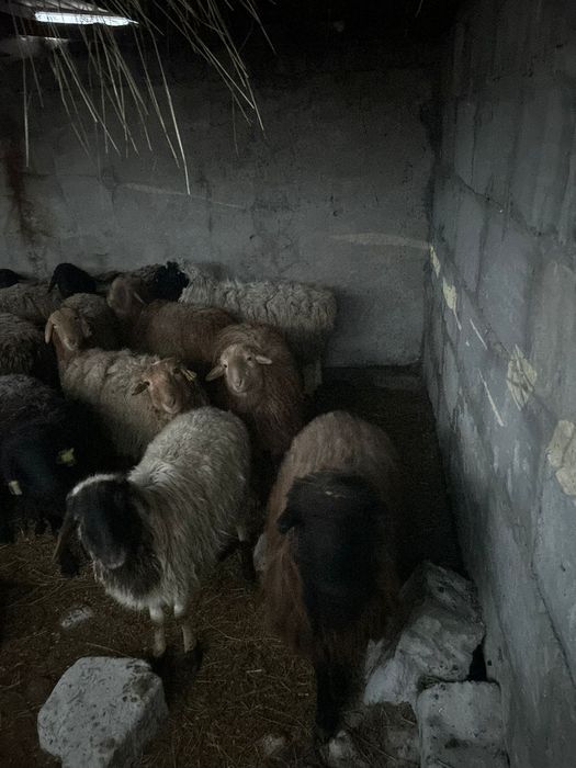 Продам бараны разных возрастов