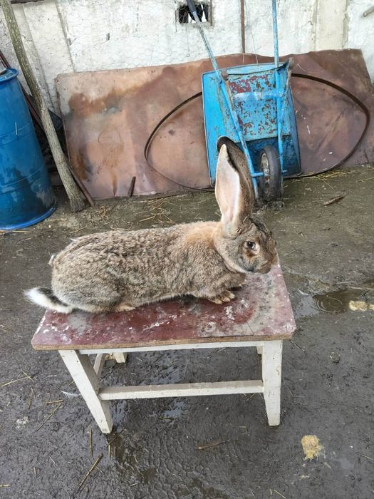 Vând iepuri maturi și pui