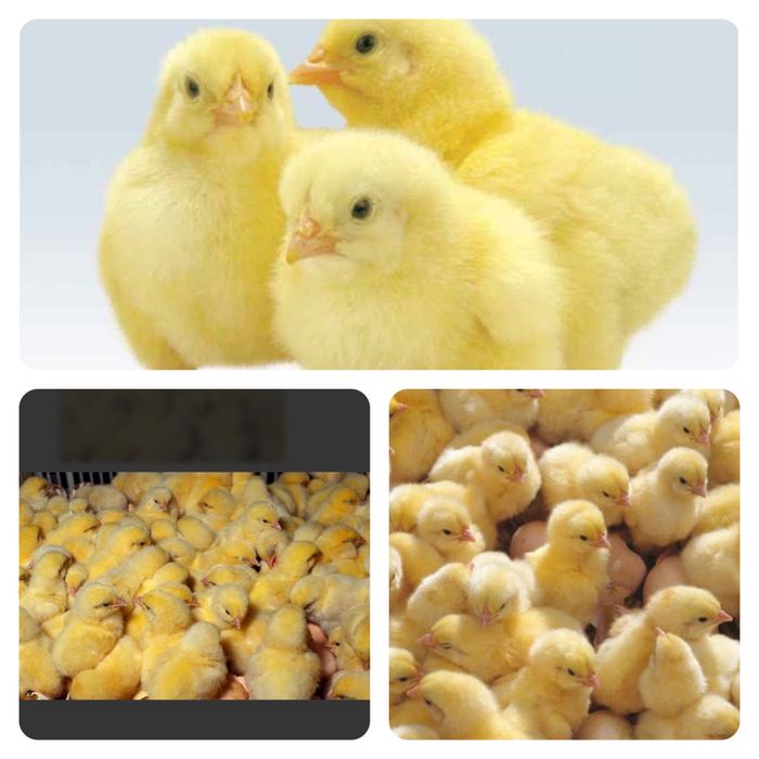 Суточный цыплята бройлера