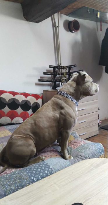 Американски питбул териер ,,Ред ноус''(American pitbull terrier Red nose)