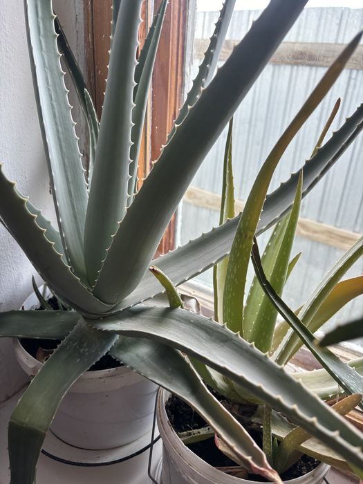 алоэ өсімдік сатылады