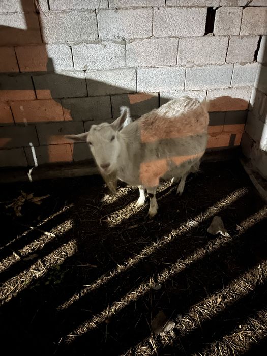 Продам козу дойную