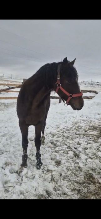 Айғыр сатылады  8жасар