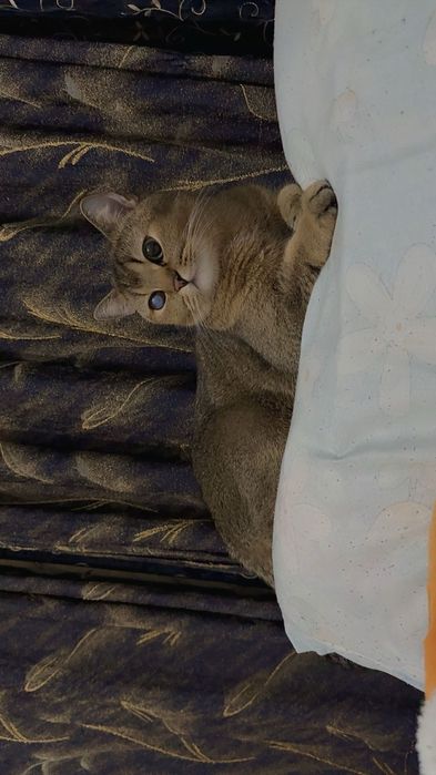 Кошка золотая шиншилла