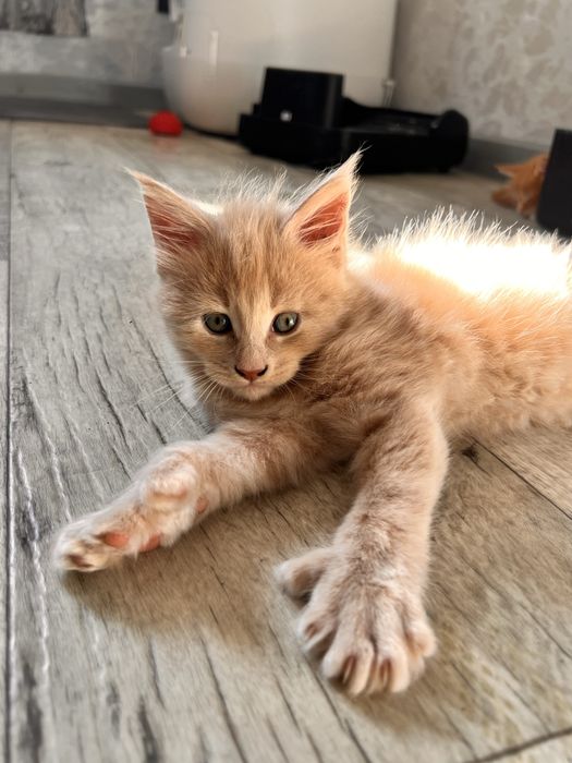 Мейн Кун котята рыжие