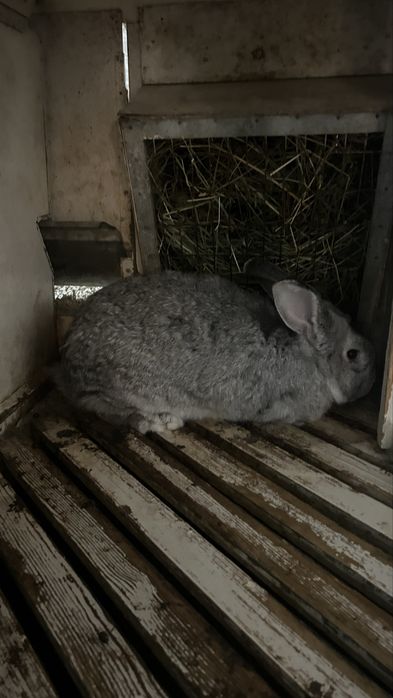 Продаются кролики оптом