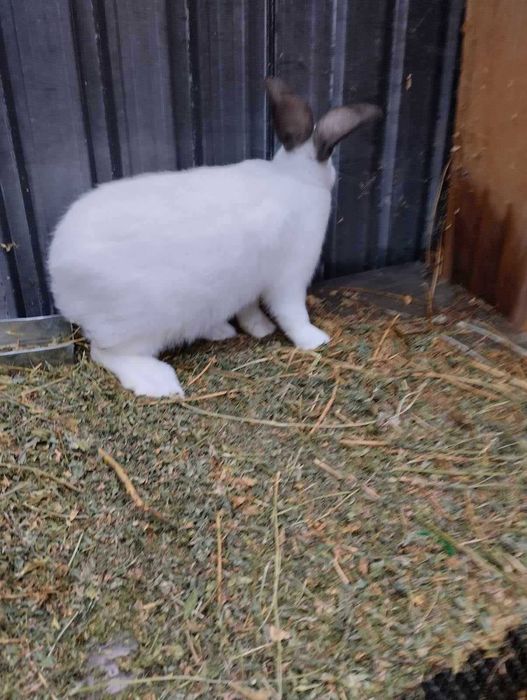 Продавам зайци на различна възраст