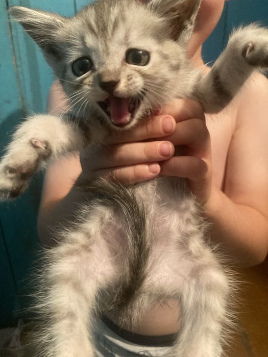 Отдам котенка в добрые руки