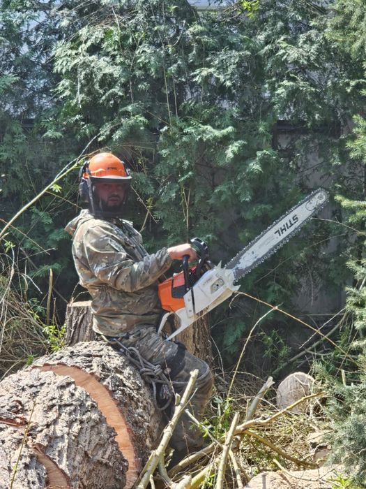 Спил дерева,сруб деревьев.
