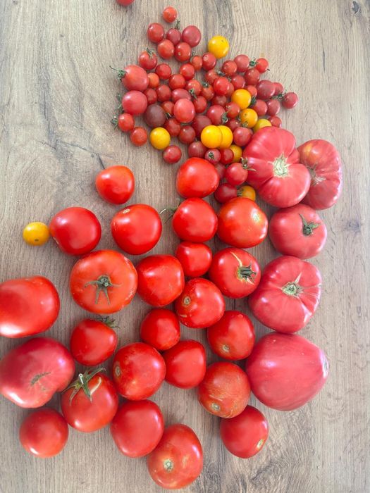 Продам помидоры домашние