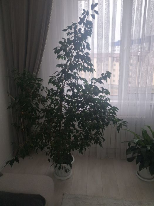 Продам хороший ухоженный цветов домашний