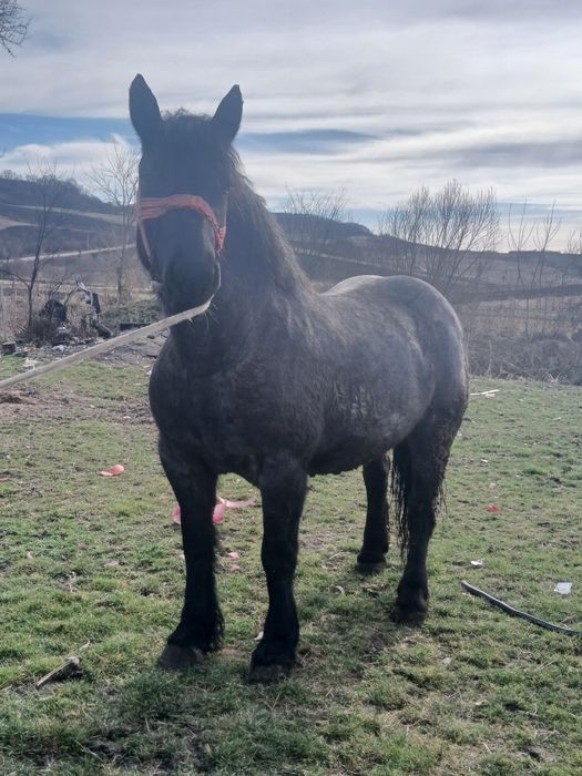 De vânzare o iapa de 5 ani se vide orgent