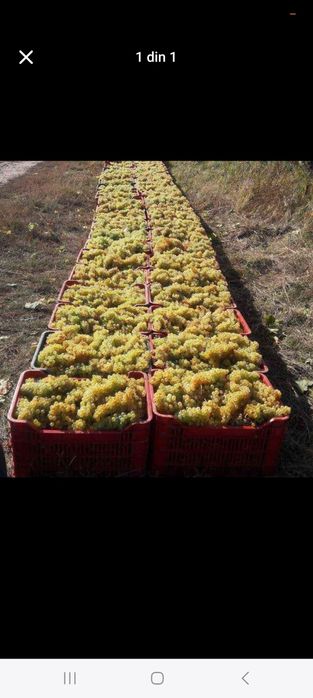 Vând struguri  de vin
