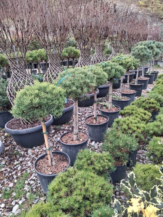 Mesteacăn platan tei tuia smarald