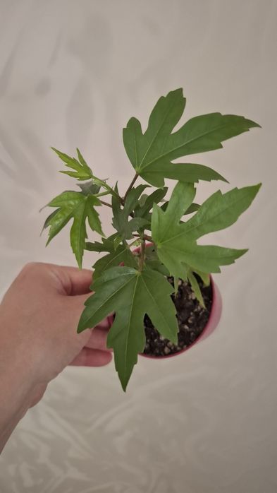 Продам комнатные цветы