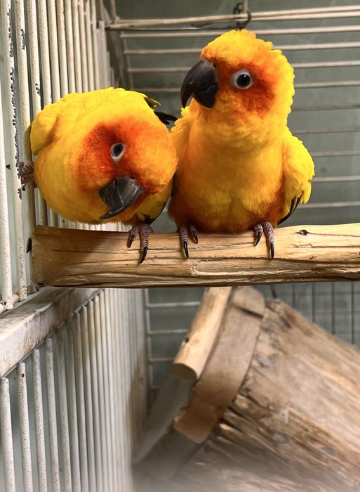 Попугаи Солнечные аратинги пара