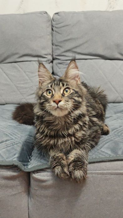 Мейн Кун мальчики