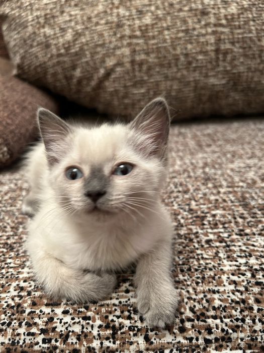 Сиамская кошечка