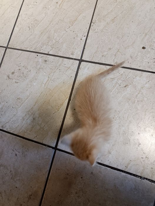 Отдам двух котят бесплатно