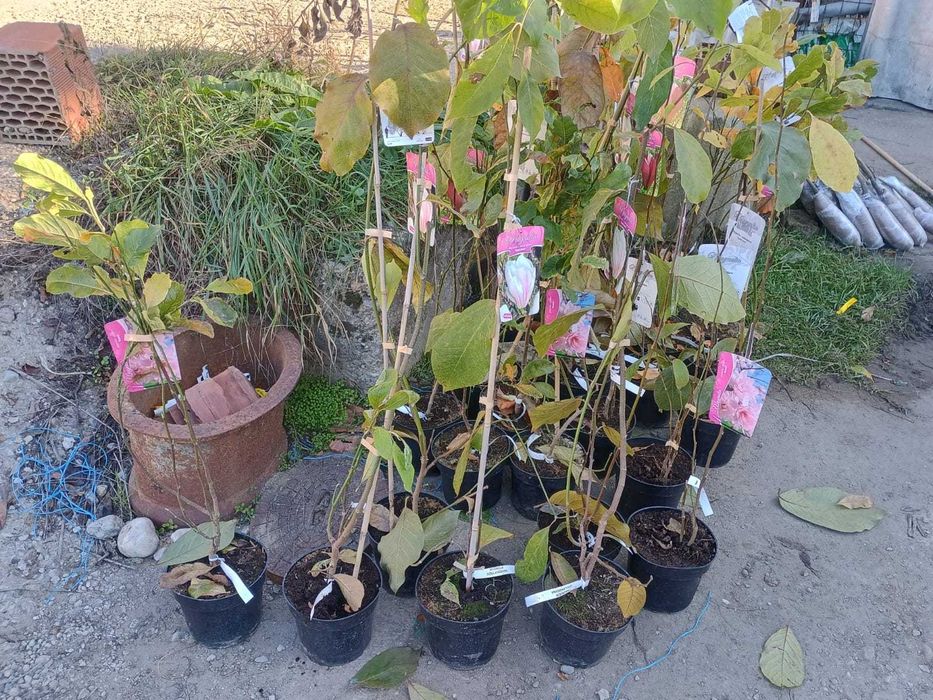 Magnolii la oferta, la ghiveci, diferite soiur, livrare prin curier.