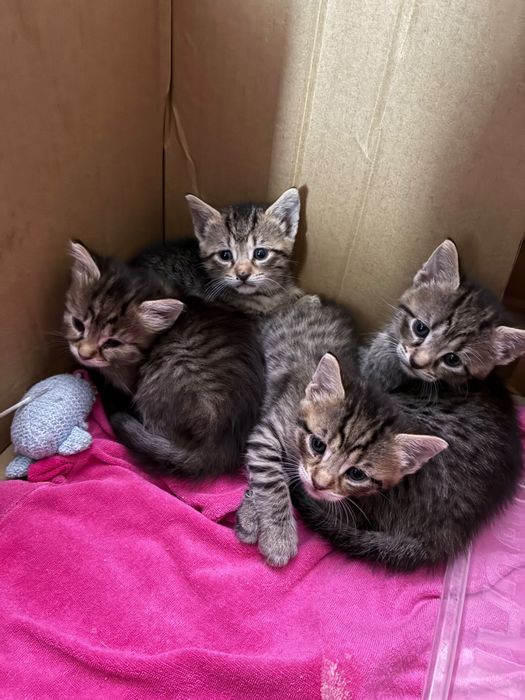 pisicuțe pentru adoptie
