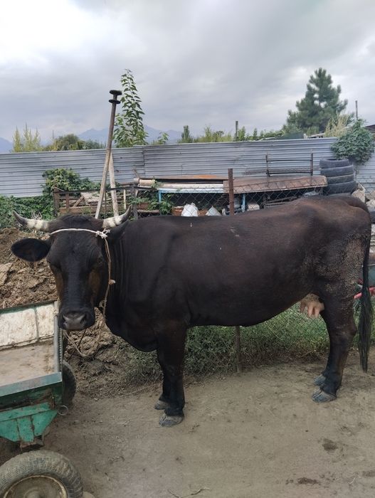 Продаётся корова