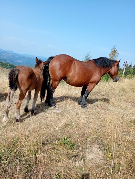 Vând Iapă de 3 ani cu mânz de 2 luni!