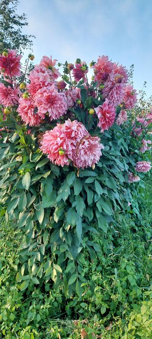 Продам  дачу сад Металург  750 000