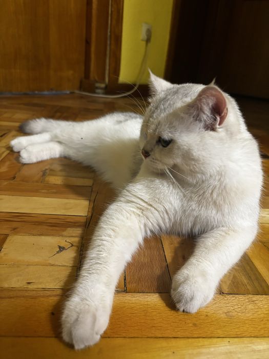 Шиншилла британская кот