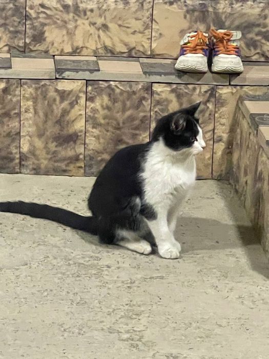 Akademik Yangelning qora tanli ayollari