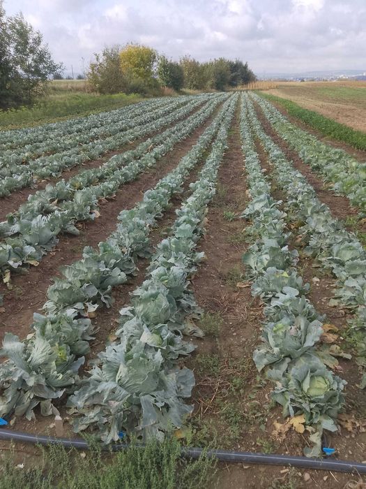 Varza pentru sarmale sau pentru murat