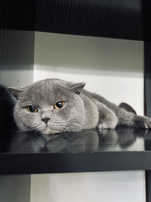 Кошка продам срочно