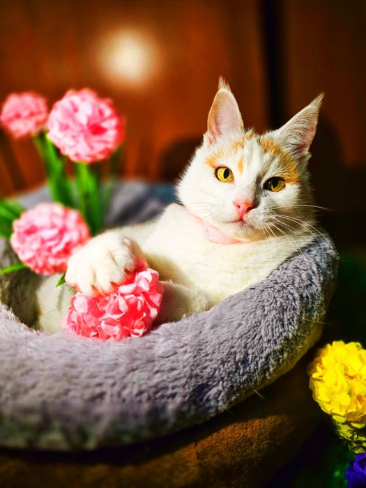 Снежана красавица