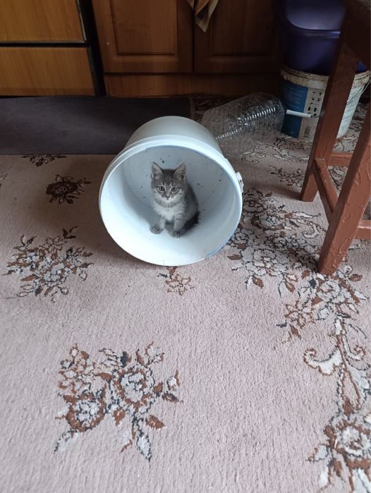 Отдам милых котят в добрые руки