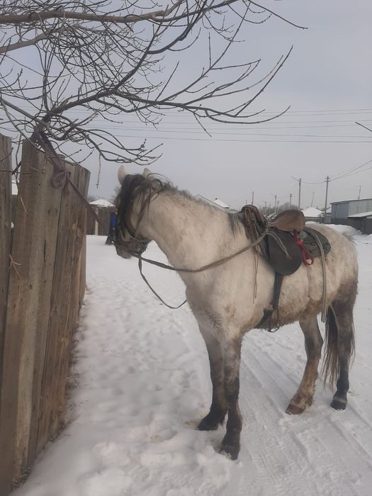 Айғыр сатылады мінгі жуас