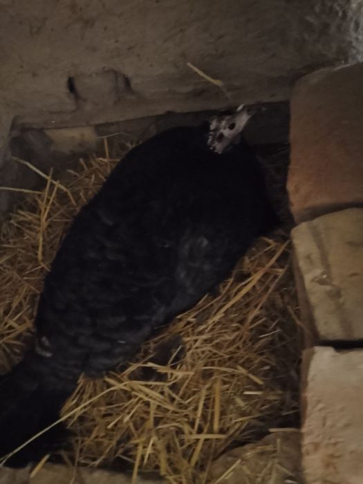 Kurk induklar sotiladi