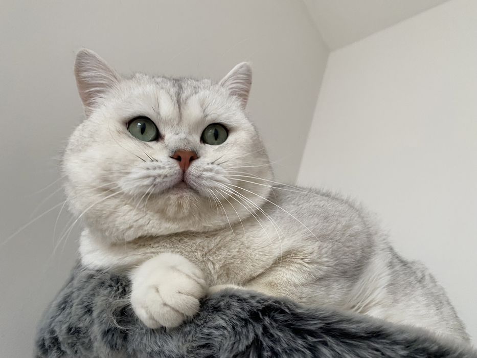 Вязка кот BRI ns11