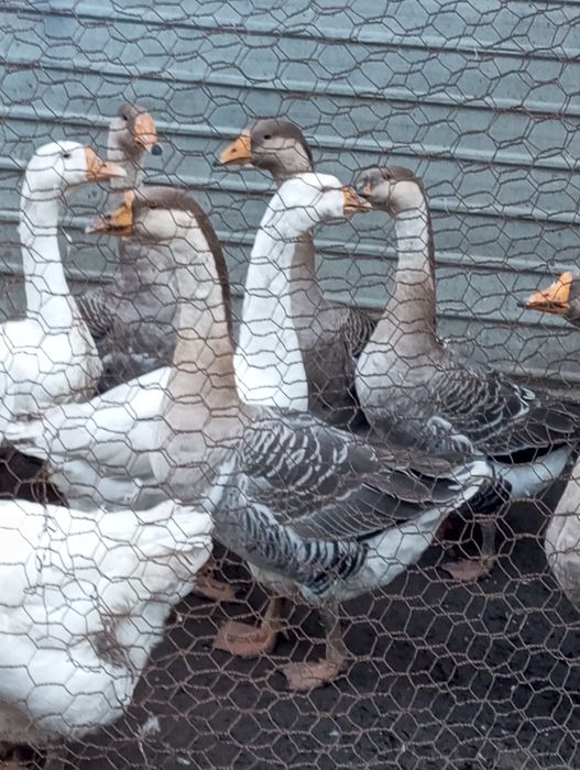 Vând Gaste africane